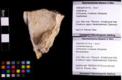 Foto (Objket + Etiketten) von Decapoda indet. 